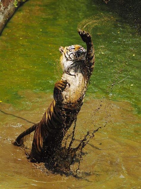 Tiger Jumping Tiger Water Stock Images Download 116 Royalty Free Photos