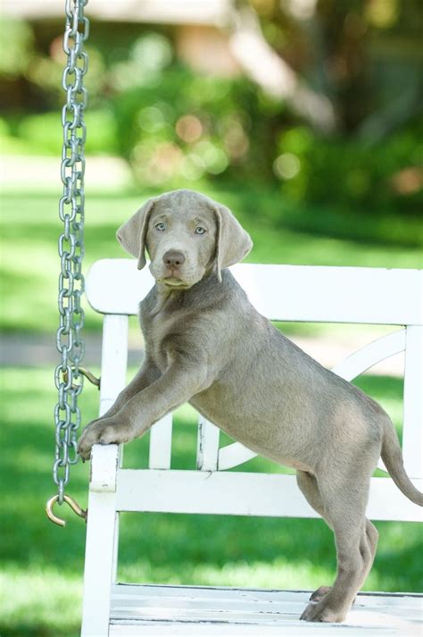 Labrador retrievers were first created in newfoundland, canada. Pin by AMK WEDDING PHOTOGRAPHY on Lab pups | Silver lab ...