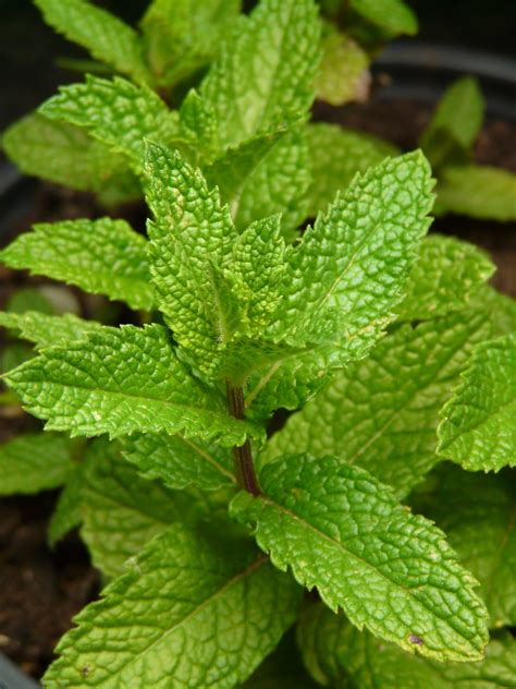 Free Images Leaf Flower Green Herb Leaves Medicinal Plant