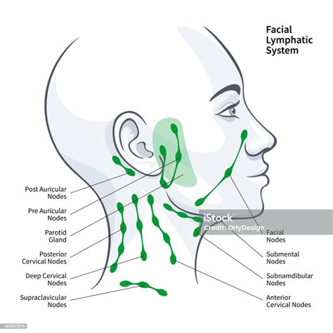 Woman Profile Facial Lymphatic System Nodes Vector Illustration Stock Illustration Download