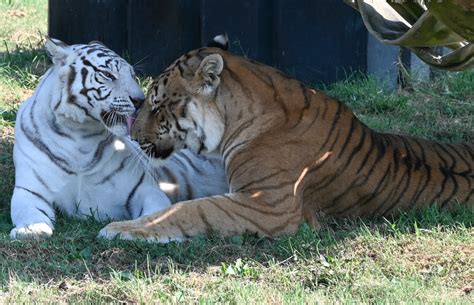 Beyond Boundaries The Enigma Of Tigers And Lions Coexisting Without