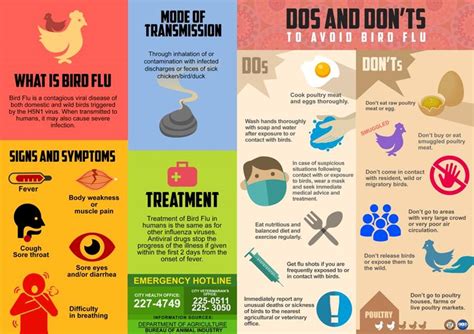 Risk Factors And Precautions For Bird Flu Ask The Nurse Expert