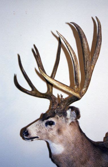 Boone And Crockett Club Record Mule Deer Big Game Hunting Hunting Trip