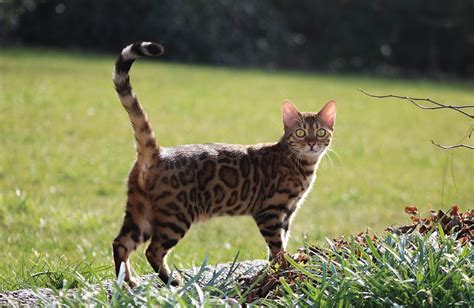 Full Grown Bengal Cat Size How Big Do Bengal Cats Get Bengal Cat