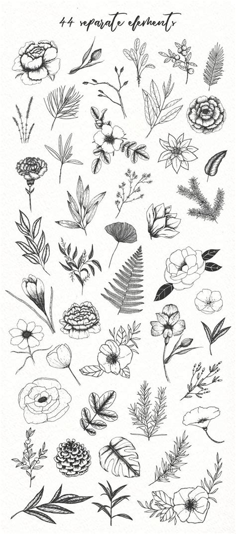Botanical Illustrations Pack Flower Sketches Botanical Drawings