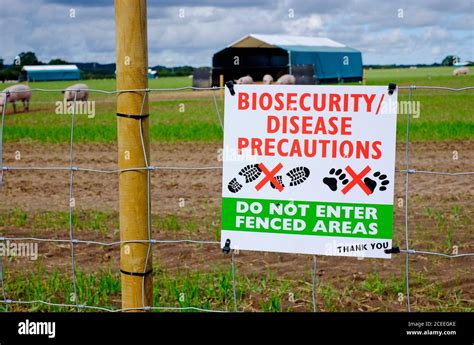 Biosecurity Disease Precautions Sign On Fence At Outdoor Pig Farm
