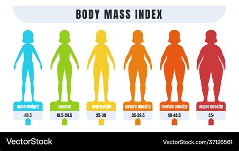 Woman Bmi Body Mass Index Infographic For People Vector Image