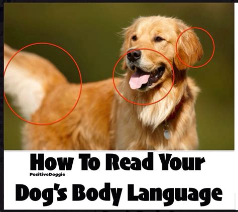 How To Read Your Dogs Body Language 👍🐶👍🐶👍🐶👍 Musely
