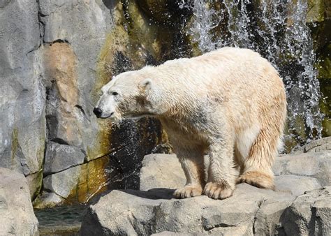 Observe Wildlife From Around The World At Brookfield Zoo