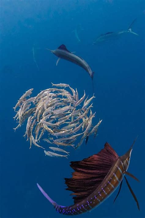 Sailfish Hunting A Sardine Bait Ball Photo By Peter Allinson