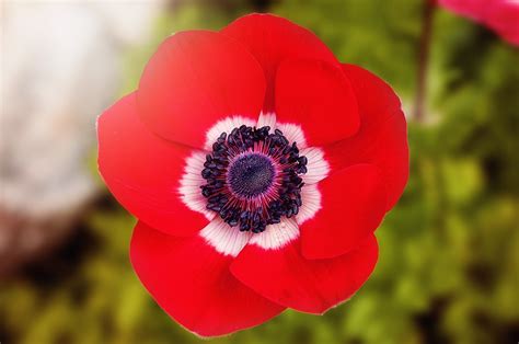 Poppy Red Free Photo On Pixabay Pixabay