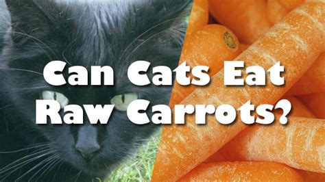 Carrots are beneficial for cats as they aid in digestion, eye care and cell growth. Can Cats Eat Raw Carrots | Pet Consider