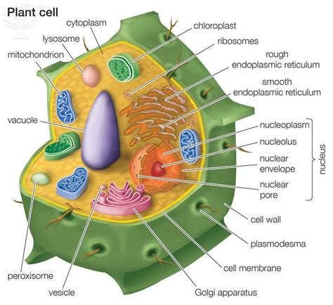 Animal cells and plant cells have traits in common, for example a nucleus, cytoplasm, cell membrane, mitochondria and ribosomes. plant ribosomes cell - Saferbrowser Yahoo Image Search ...