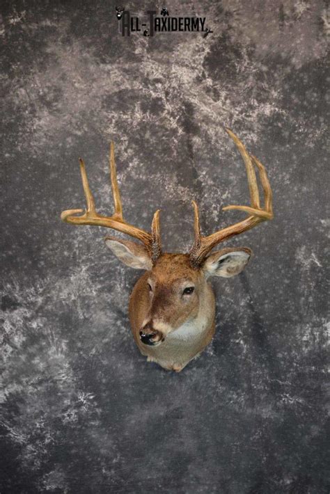 Whitetail Deer Taxidermy Mount For Sale Sku 1290 All Taxidermy