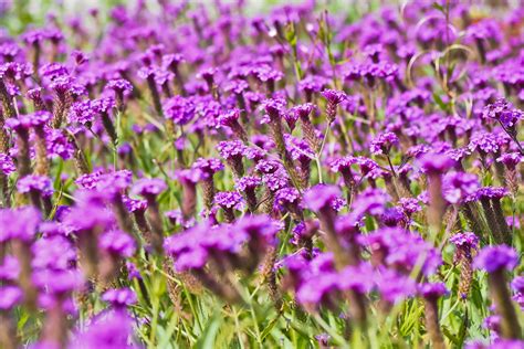 Free Images Nature Blossom Field Prairie Bloom Herb Botany