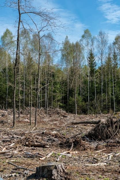 Premium Photo A Large Clearing With Stumps After Deforestation On The