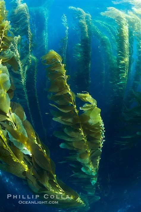 Giant Kelp Forests Grow Rapidly Up To 2 Feet A Day From The Rocky