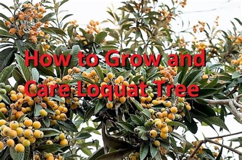 How To Grow And Care Loquat Tree Loquat Health Benefits