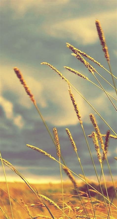 Wheat Field Tap To See Spring And Summer Feel Wallpapers