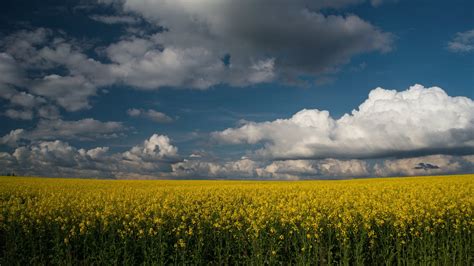 Nature Rapeseed 4k Ultra Hd Wallpaper