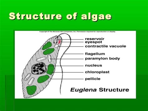 Algae