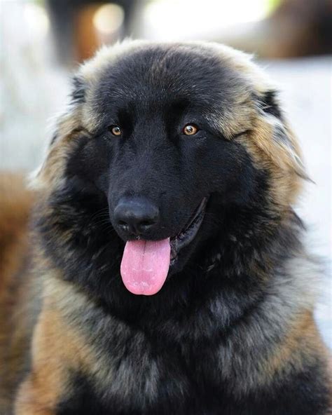 Estrela Mountain Dog | Estrela mountain dog, Mountain dogs ...