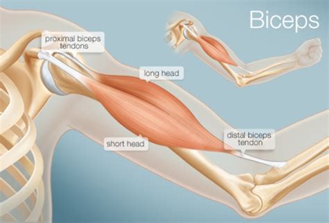 The only bone in this region is the femur, the. The Biceps (Human Anatomy): Function, Diagram, Conditions ...
