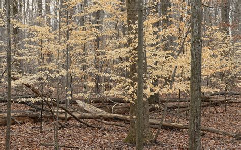 Lingering Leaves The American Beech Tree And The Process