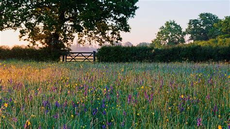 Return To Britains Hay Day How To Grow Your Own Meadow