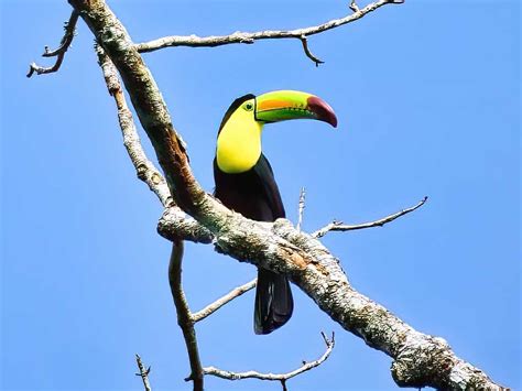 Discover The Birds In Guatemala Birding Tours