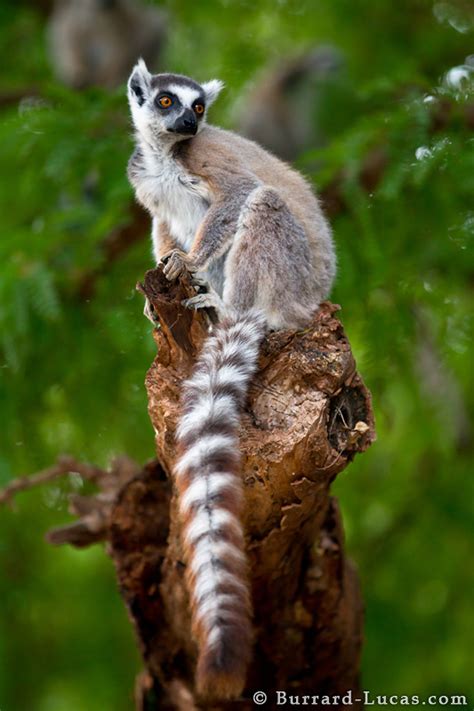 Ring Tailed Lemur Burrard Lucas Photography