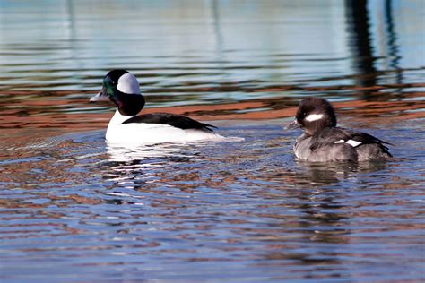 Ann Brokelman Photography Bufflehead Ducks In Pickering Jan 2016