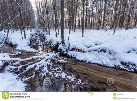 Frozen Stream In Winter Forest Stock Image Image Of Scandinavia