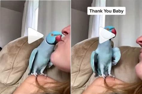 Viral Video Blue Parrot Talks To Woman Gives Her Kisses And Calls Her Cute Watch