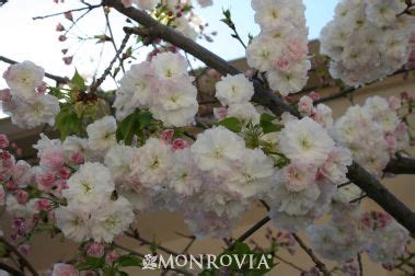 Our nursery is in zone is 8, so we can back — flowering trees. Angel's Blush® Flowering Cherry Prunus serrulata 'Taizo ...