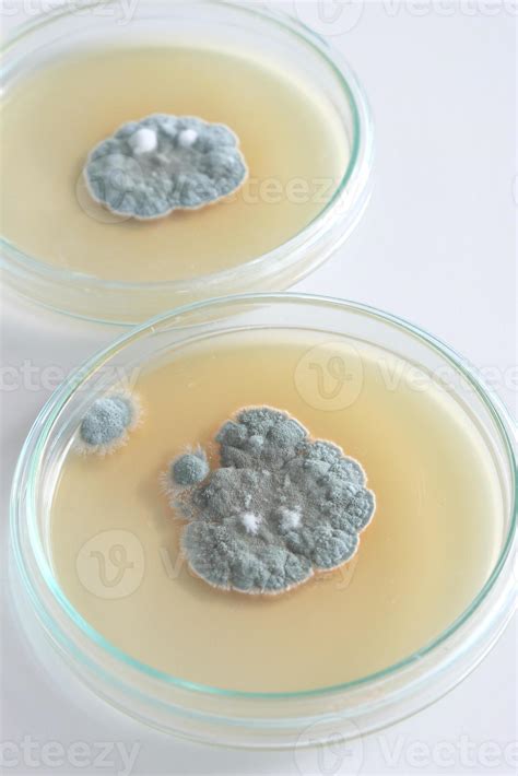 Penicillium Fungi On Agar Plate 934641 Stock Photo At Vecteezy