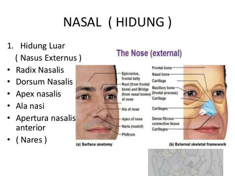 Anatomi Rongga Hidung