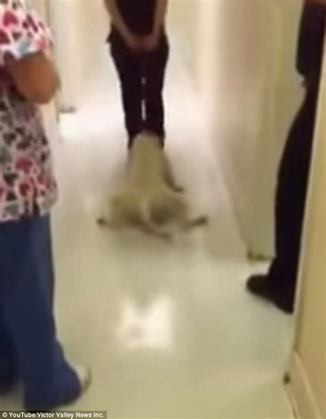 Hesperia Footage Shows Moment Helpless Dog Named Mia Was Dragged By