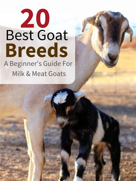 20 Best Goat Breeds