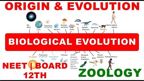 Origin And Evolution Part 3 Biological Evolution Class 12th