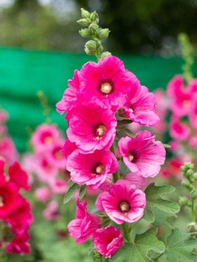 Hollyhocks do not usually bloom the first year from seed unless it is sown early. Hollyhock Plant Care - How To Grow Hollyhocks
