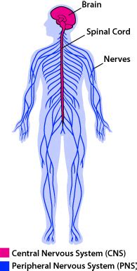 Want to learn more about it? human biology - Does every nerve ending send information ...