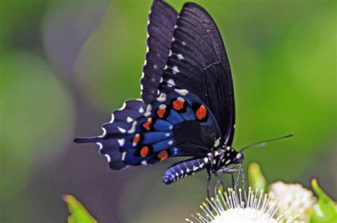 Pipevine Swallowtail Butterfly Species Beautiful Butterflies