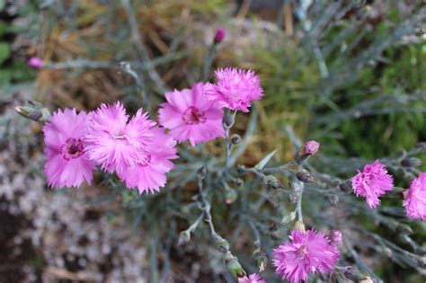Alcuni autori non considerano il pechnelken come un genere separato. Übersicht Nelken (Sommerblüher) | Garten Wissen