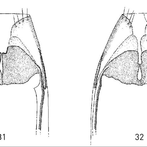 c crassifl avella o genitalia with variability 31 wroclaw download scientific diagram