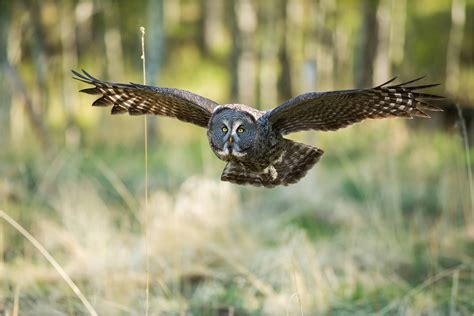 Great Gray Owl Flight Through The Open Woods Christopher Martin