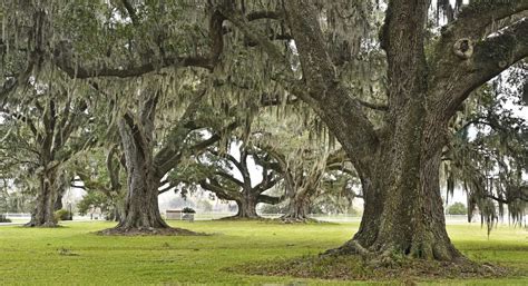 Lafourche Live Oak Tour | LA Cajun Bayou