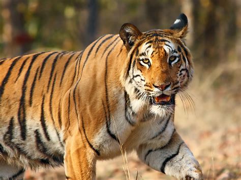 Filenagzira Tiger By Vijay Phulwadhawa Wikimedia Commons