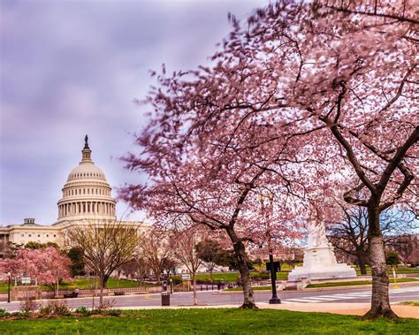 National Cherry Blossom Festival Washington Dc Capitol Building And Cherry Trees Spring