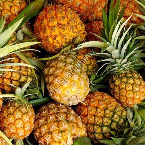 Fresh Pineapple Manufacturerwholesale Fresh Pineapple Supplier From